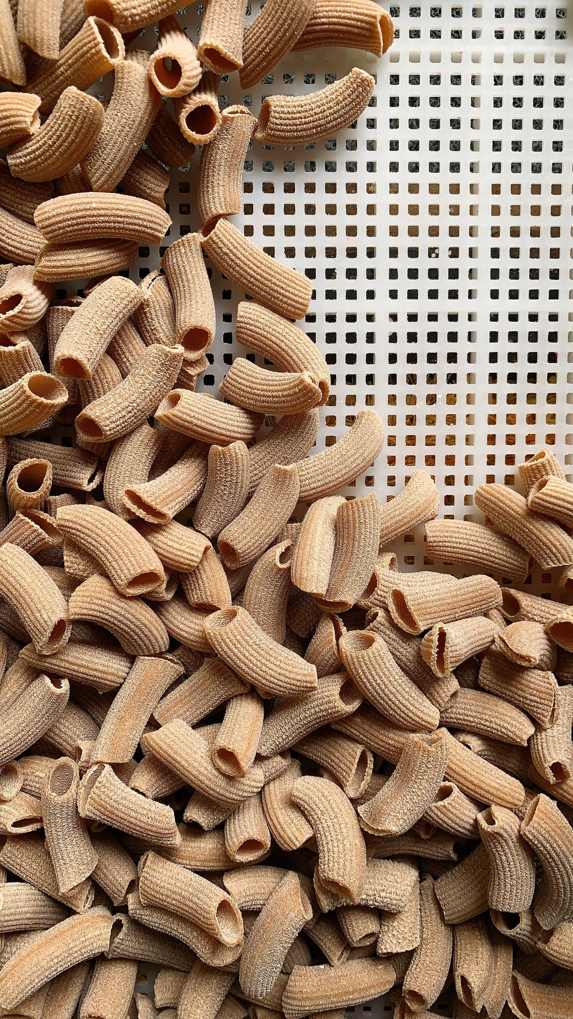 Rigatoni (Bronze die extruded) – Cacio e Pepe - Main Image