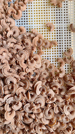 Load image into Gallery viewer, Creste di Gallo (Bronze die extruded)
